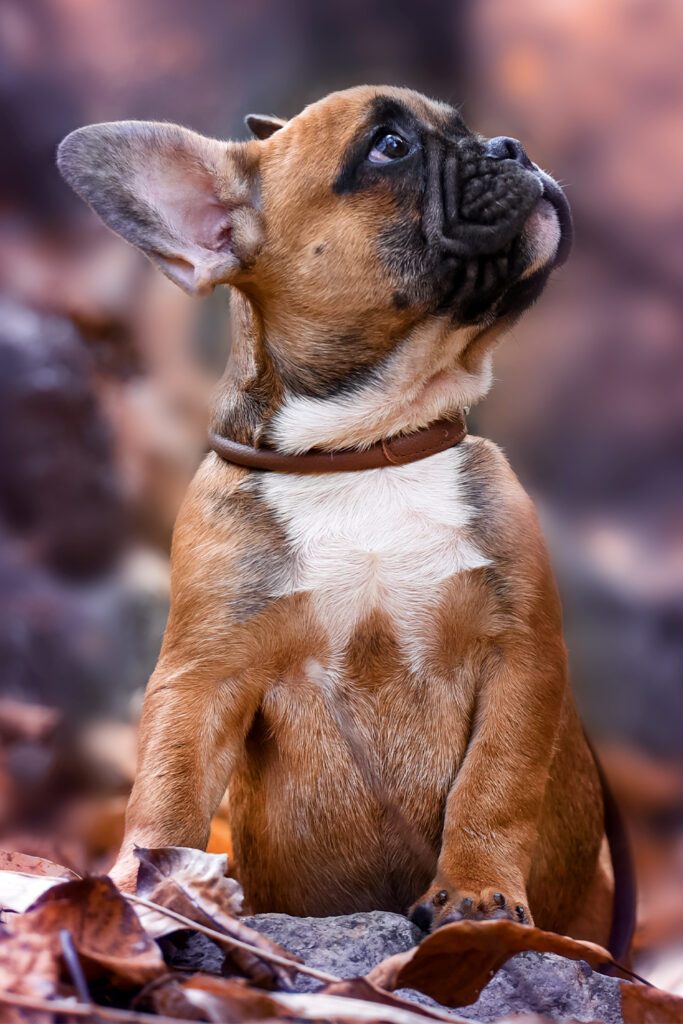 Cute Fawn French Bulldog