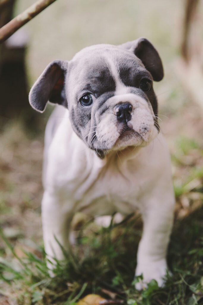 Cute French Bulldog Puppy 1