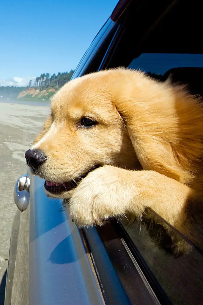 Cute Golden Retriever Puppy