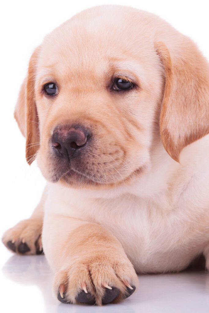 Cute Labrador Puppy