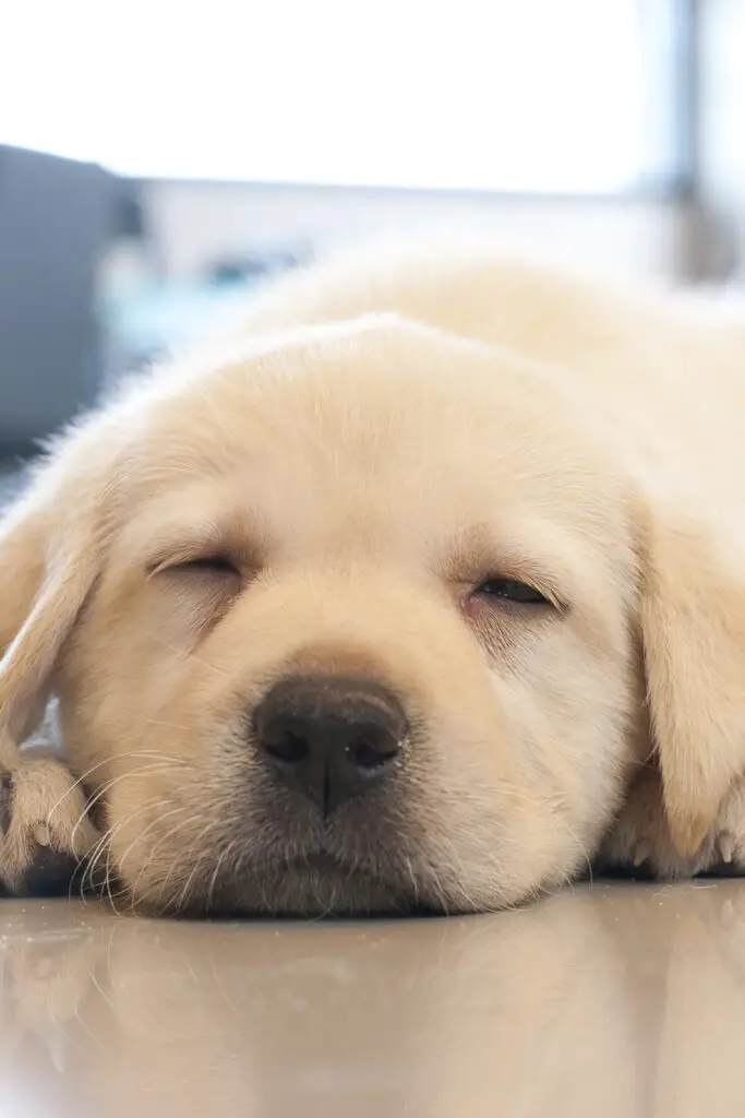 Cute Labrador Puppy Sleeping