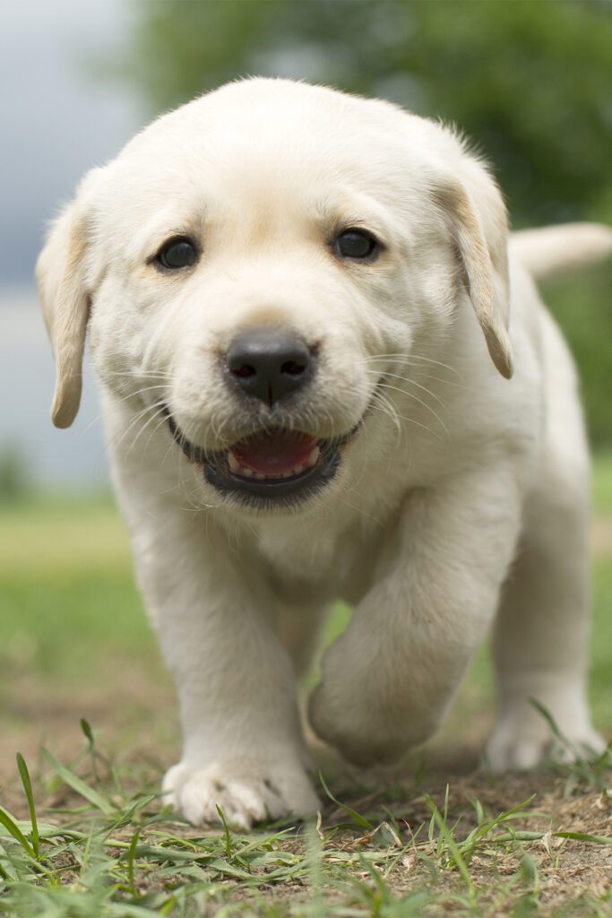 Cute Labrador Puppy Smile