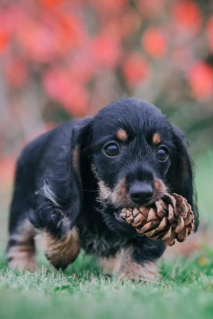 Cute Long Haired Dachshund Puppy