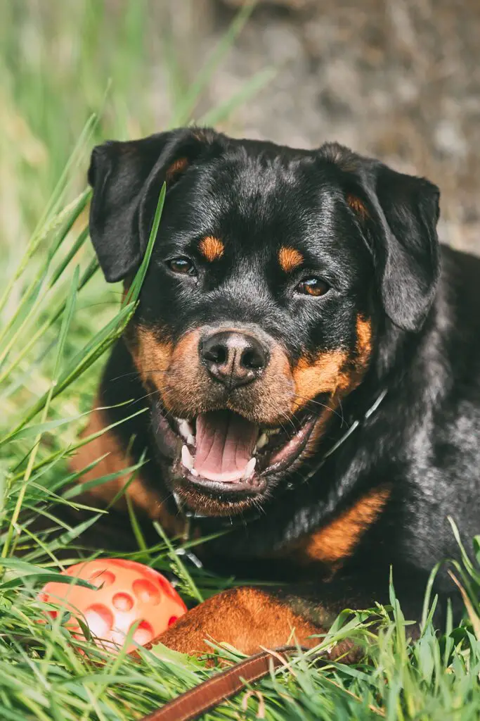 Rottweiler Puppies (25 Gorgeous Pups) - Talk to Dogs