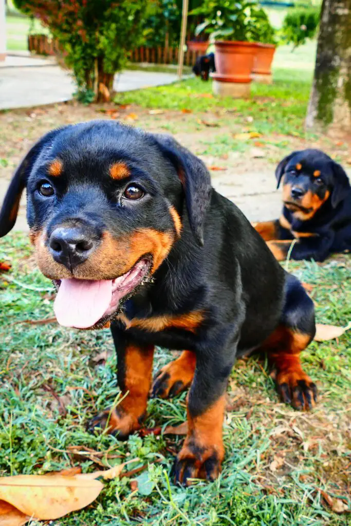 Cute Rottweiler Puppies