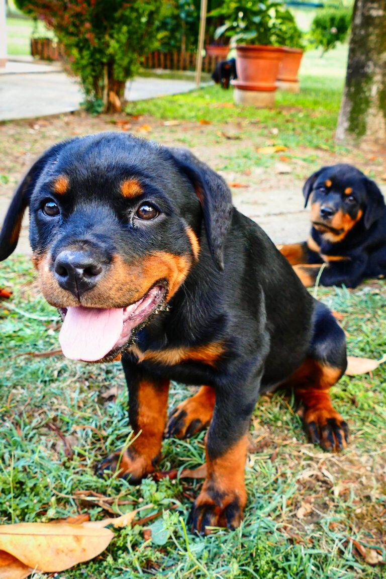 Rottweiler Puppies (25 Pups) Talk to Dogs