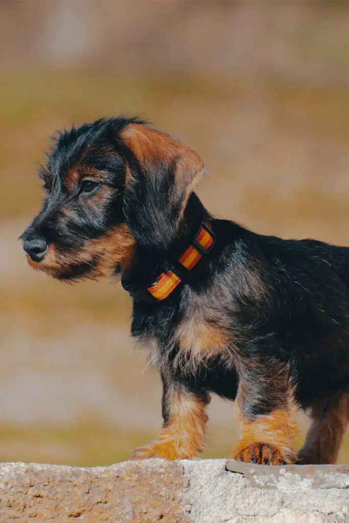 Cute Wirehaired Dachshund Puppy