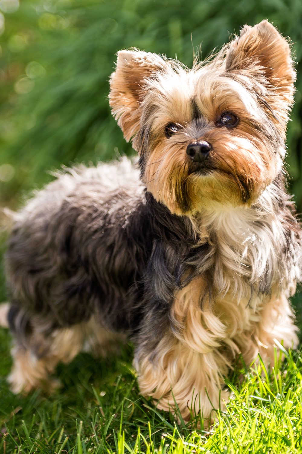 25 Yorkshire Terrier Dogs - Talk to Dogs