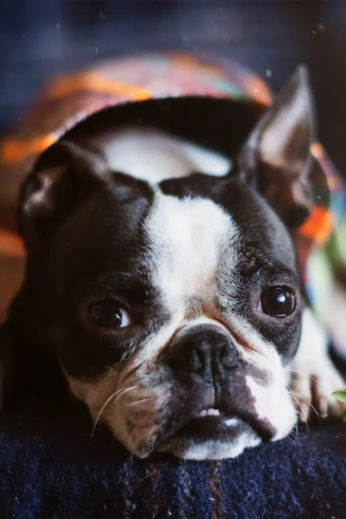 Cutest Boston Terrier Puppy