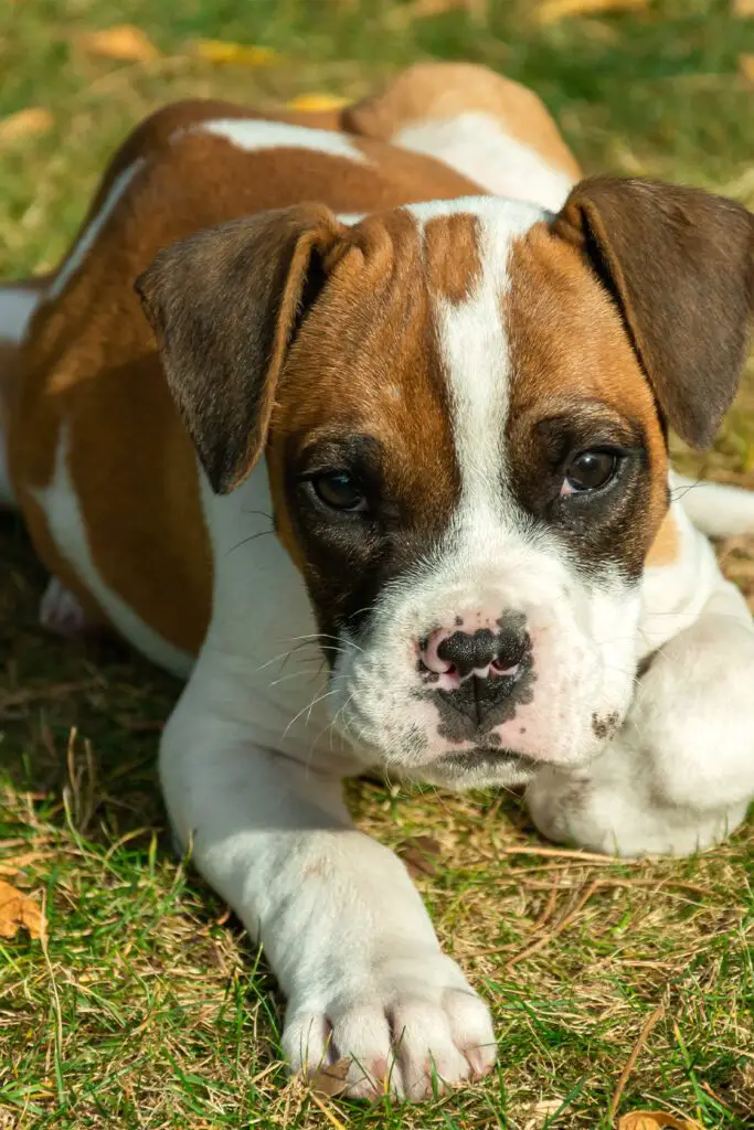 Boxer Puppies (25 Beautiful Boxer Babies) Talk to Dogs