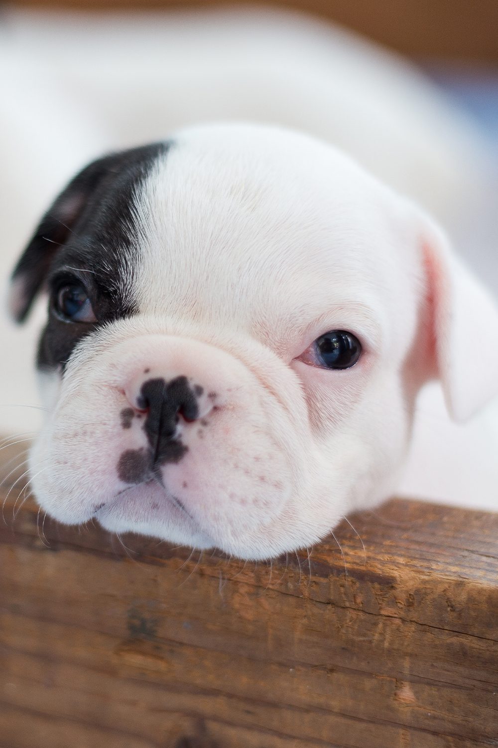 French Bulldog Puppies (25 Perfect Pups) Talk to Dogs