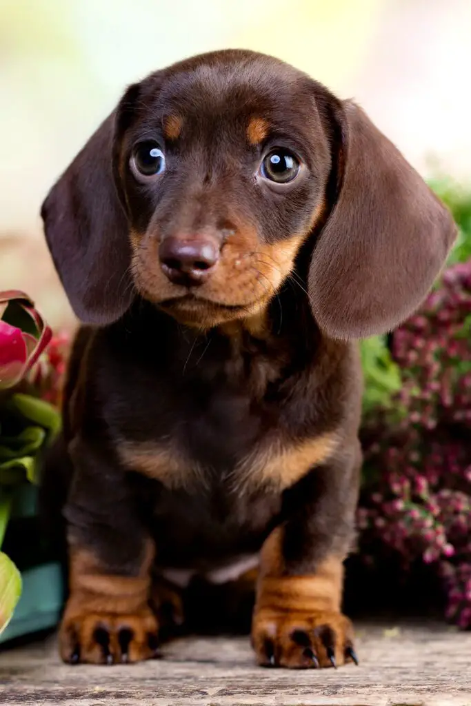 Dachshund Puppies 25 Cute Doxies Talk To Dogs