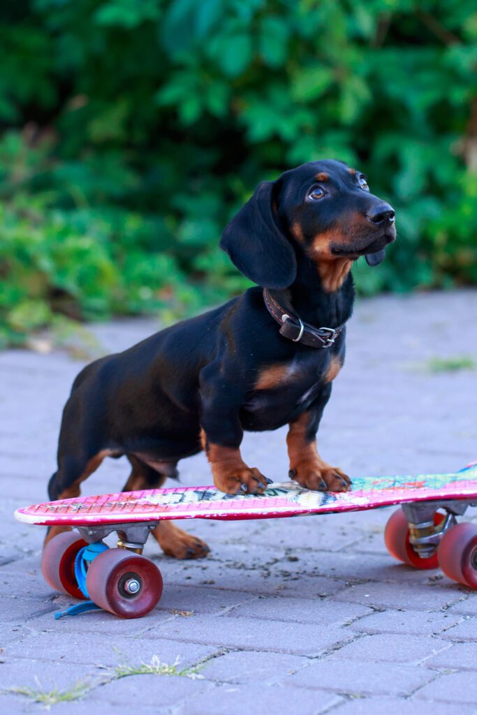 Dachshund Puppies Funny Skateboard