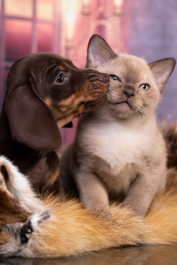 Dachshund Puppy And Cat