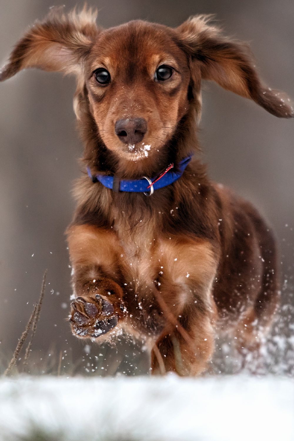 Dachshund Dogs (27 Wonderful Weiner Dogs) Talk to Dogs