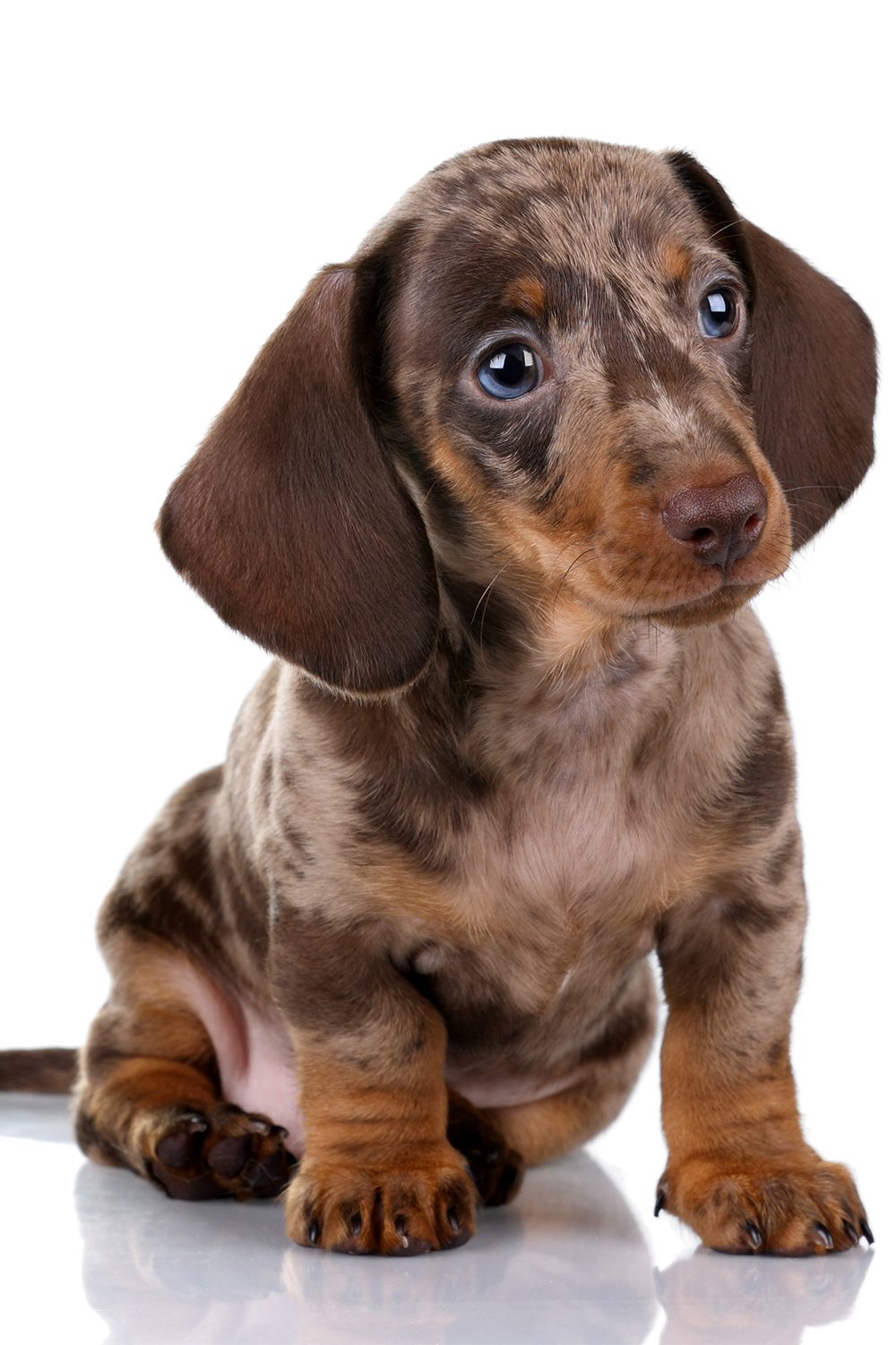 Dachshund Dogs (27 Wonderful Weiner Dogs) - Talk to Dogs