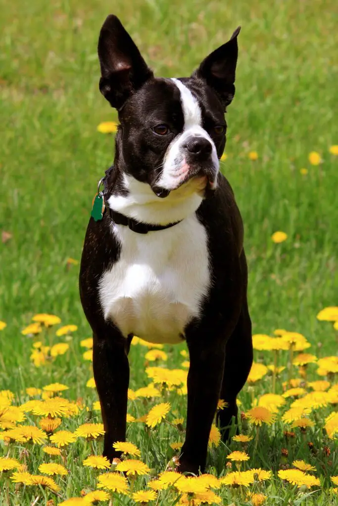 25 Boston Terrier Dogs - Talk to Dogs