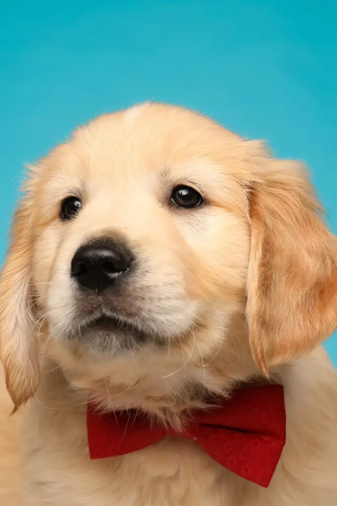 Dark Golden Retriever Puppy