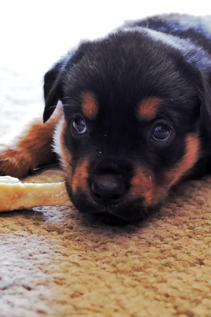 Dog Rottweiler Puppies