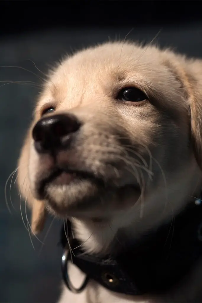 Dogs Golden Retriever Puppies