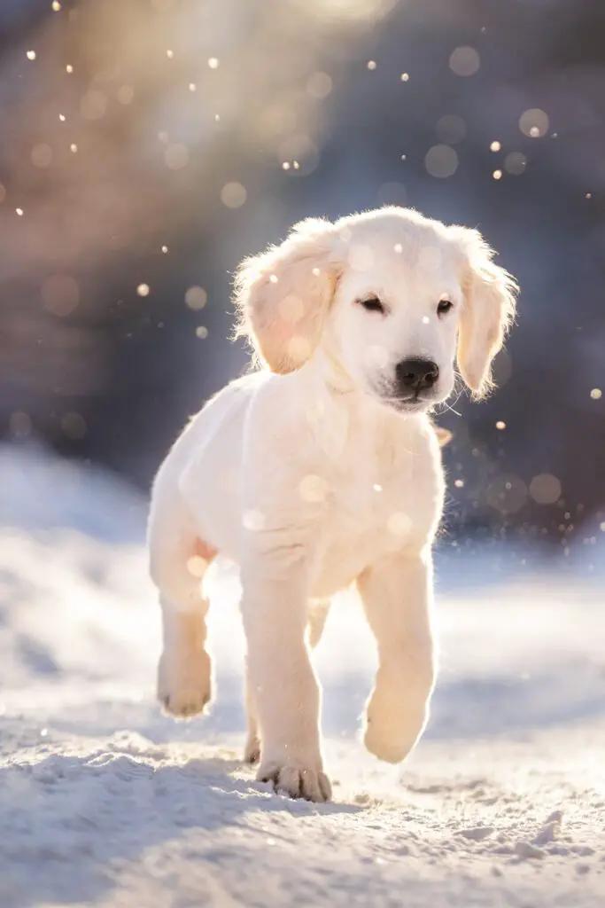 English Cream Golden Retriever Puppies