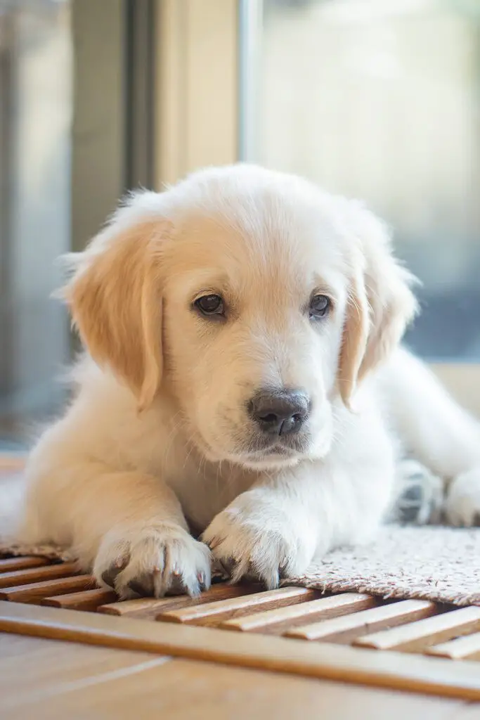 English Cream Golden Retriever Puppy 