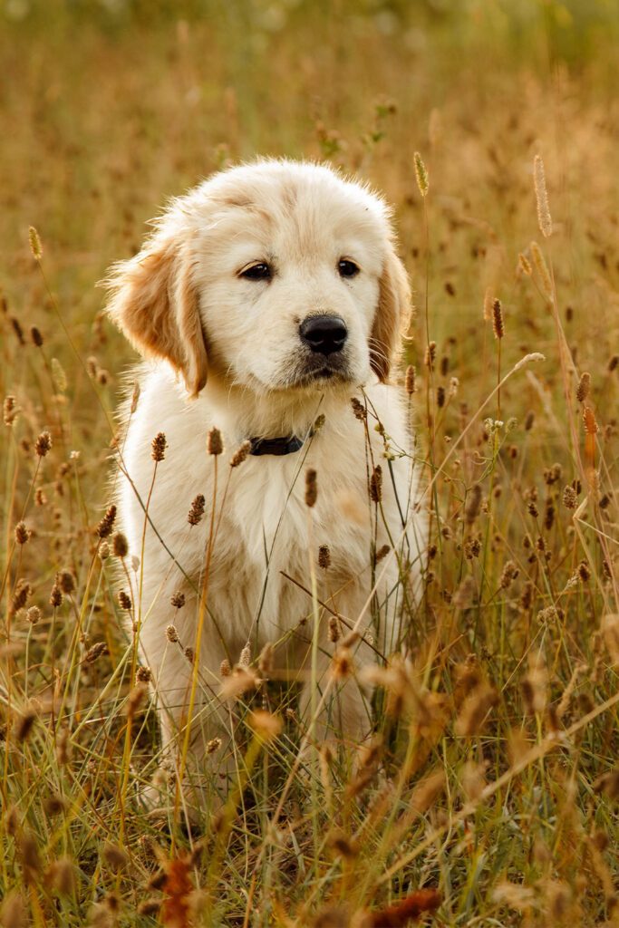 English Golden Retriever Puppy