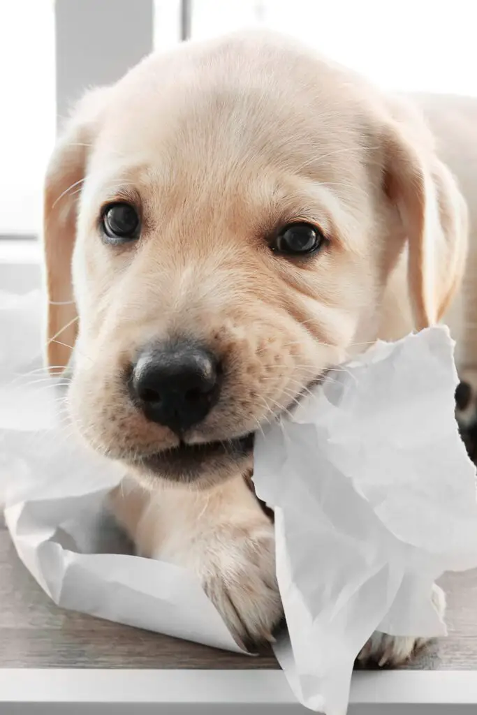 English Labrador Puppy