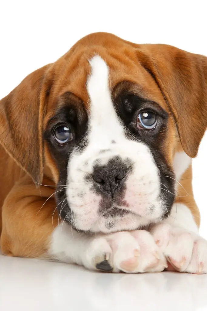 Eyes of boxer dog