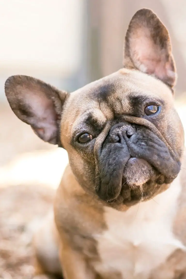 25 French Bulldogs (Cute and Cuddly) - Talk to Dogs