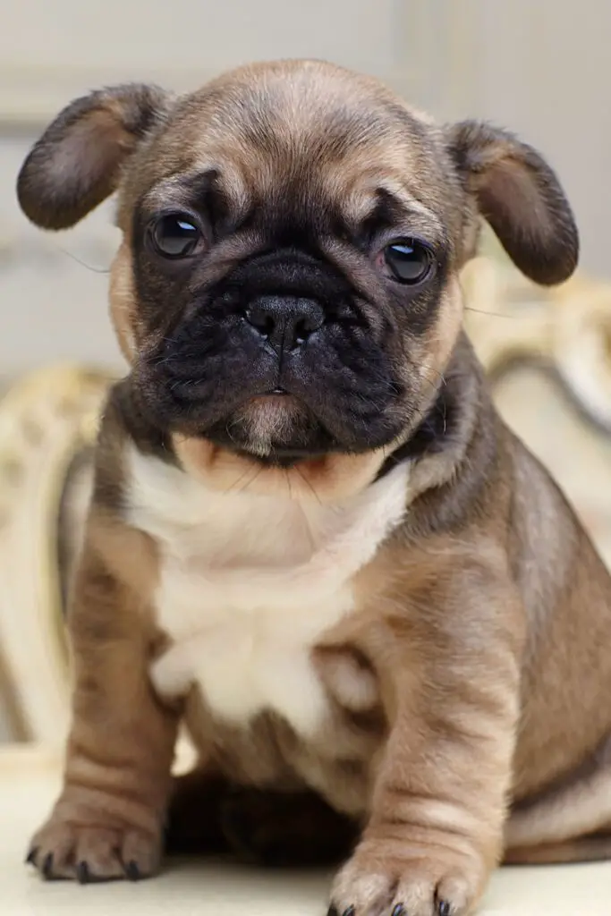 Fawn French Bulldog Puppy