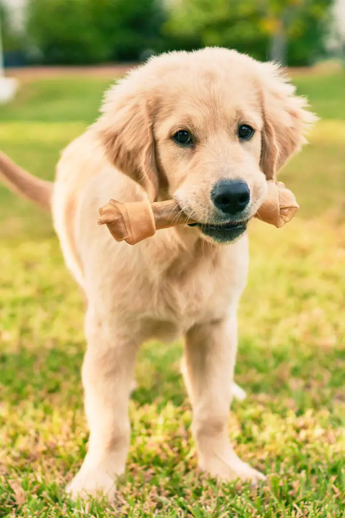 Fluffy Golden Retriever Puppies