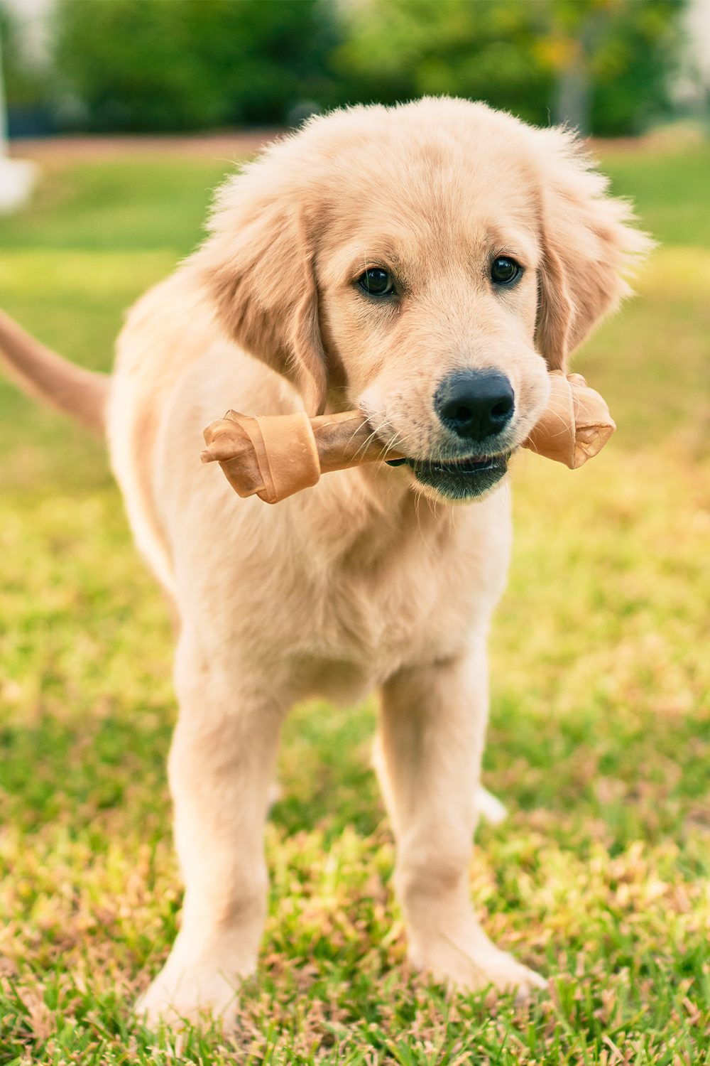 golden-retriever-puppies-25-cute-goldies-talk-to-dogs