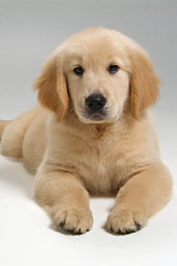 Fluffy Golden Retriever Puppy