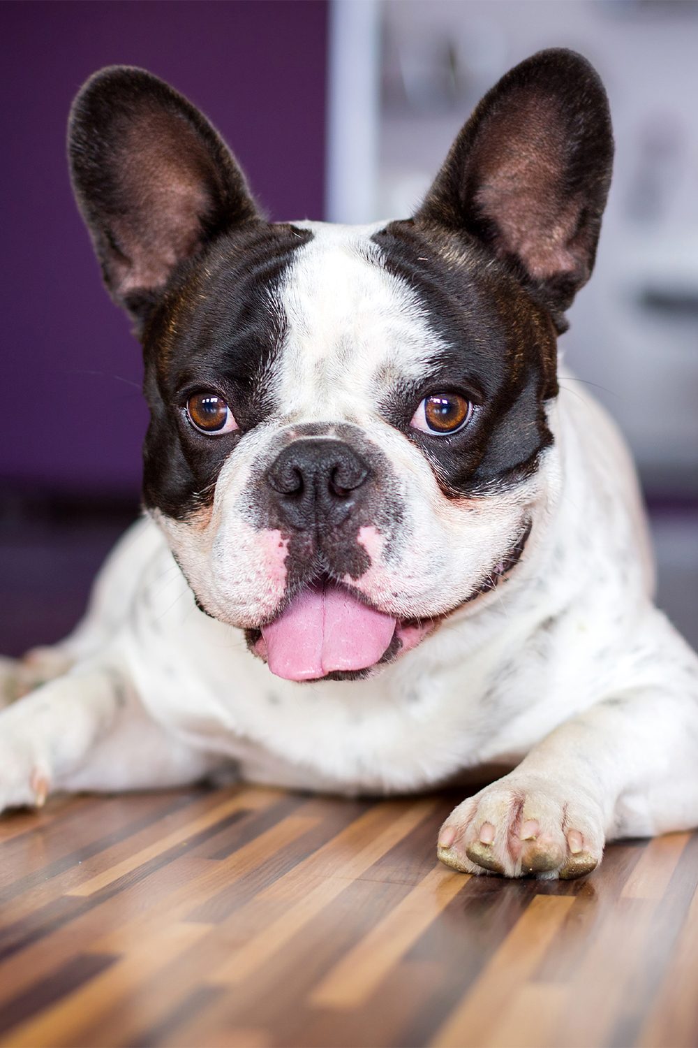 25 French Bulldogs (Cute and Cuddly) Talk to Dogs