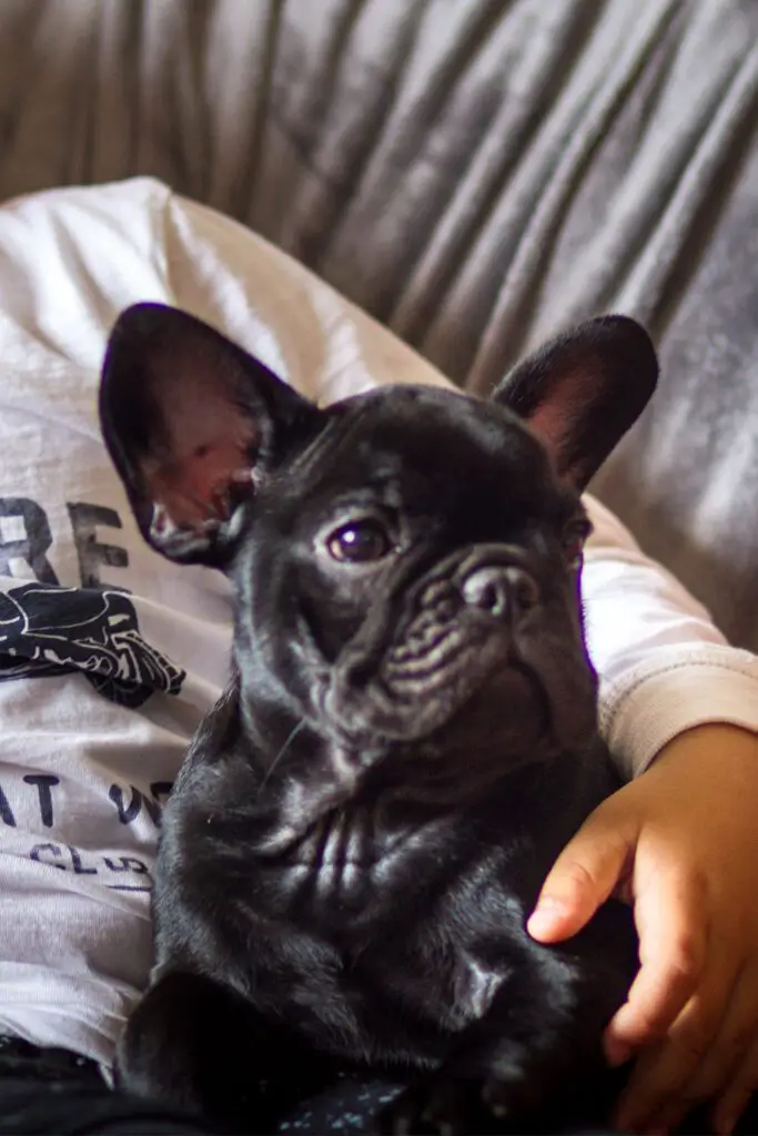 French Bulldog Puppies