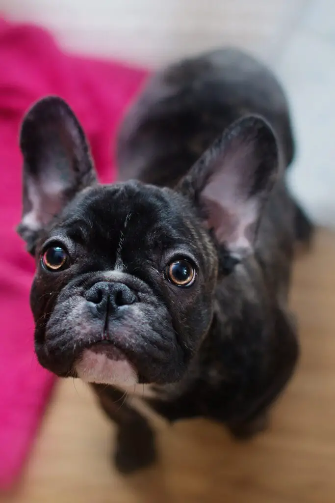 French Bulldog Puppies Brindle