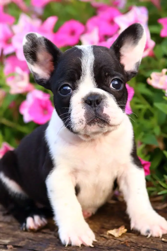 French Bulldog Puppy