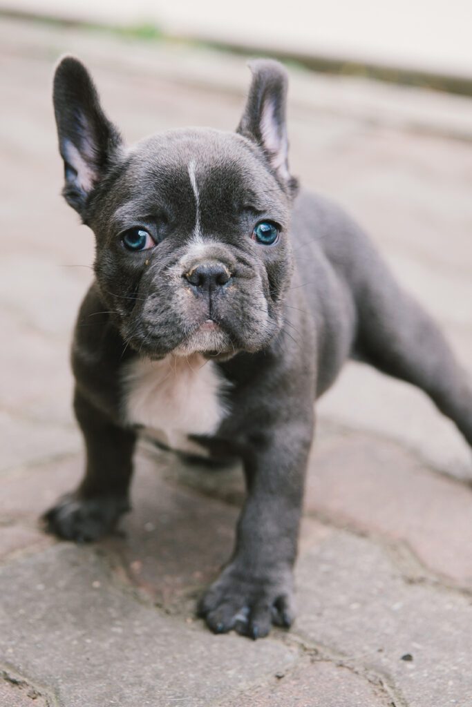 French Bulldog Puppy Blue eyes
