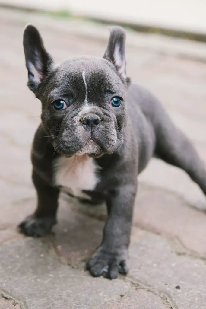 French Bulldog Puppies (25 Perfect Pups) - Talk to Dogs