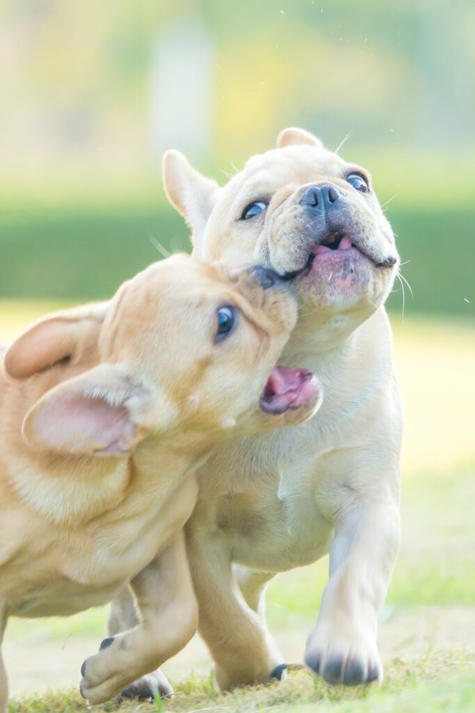 French Bulldogs Playing
