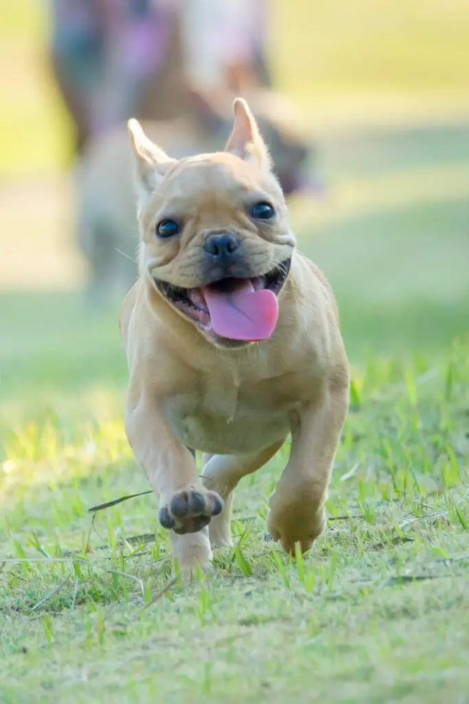 Frenchie Running