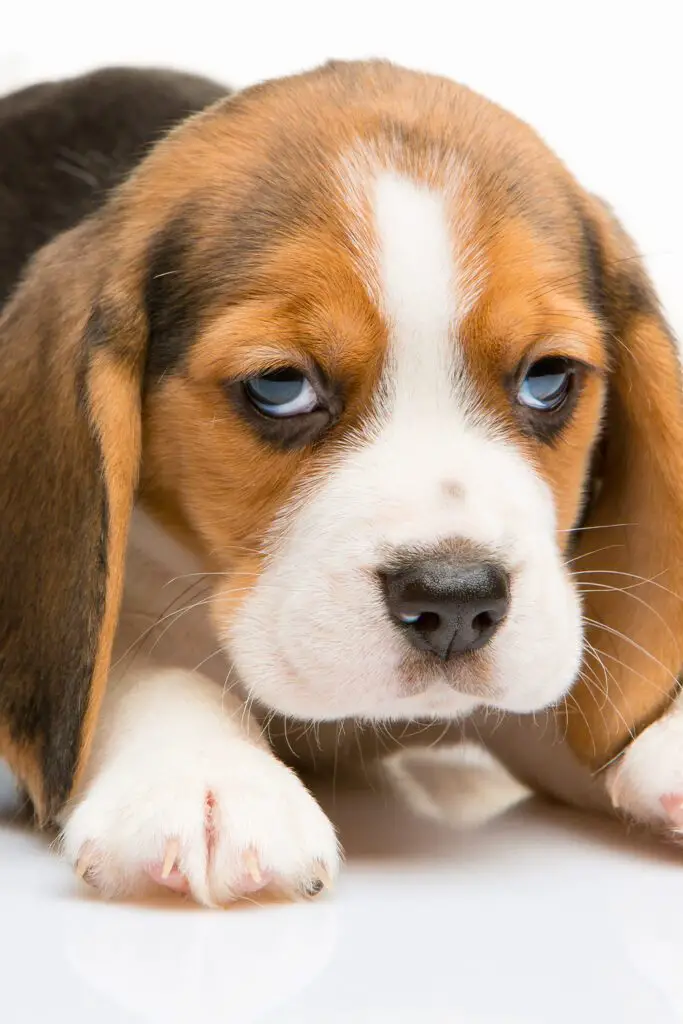 Funny Beagle Puppies