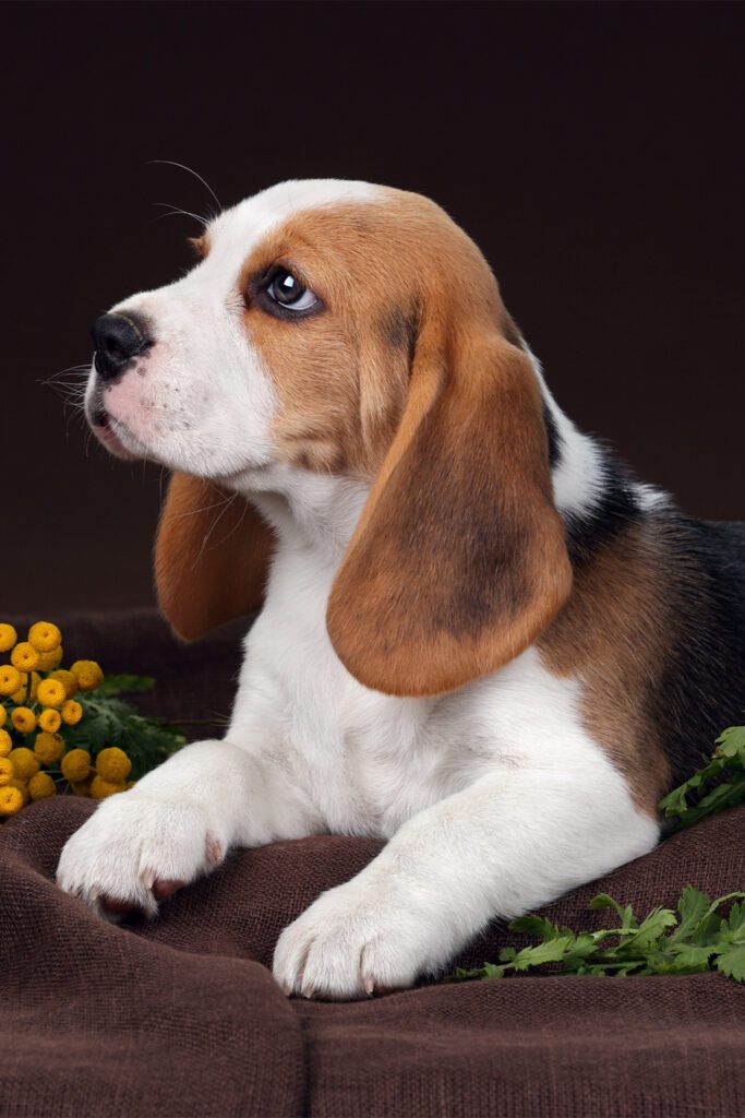 Funny Beagle Puppy