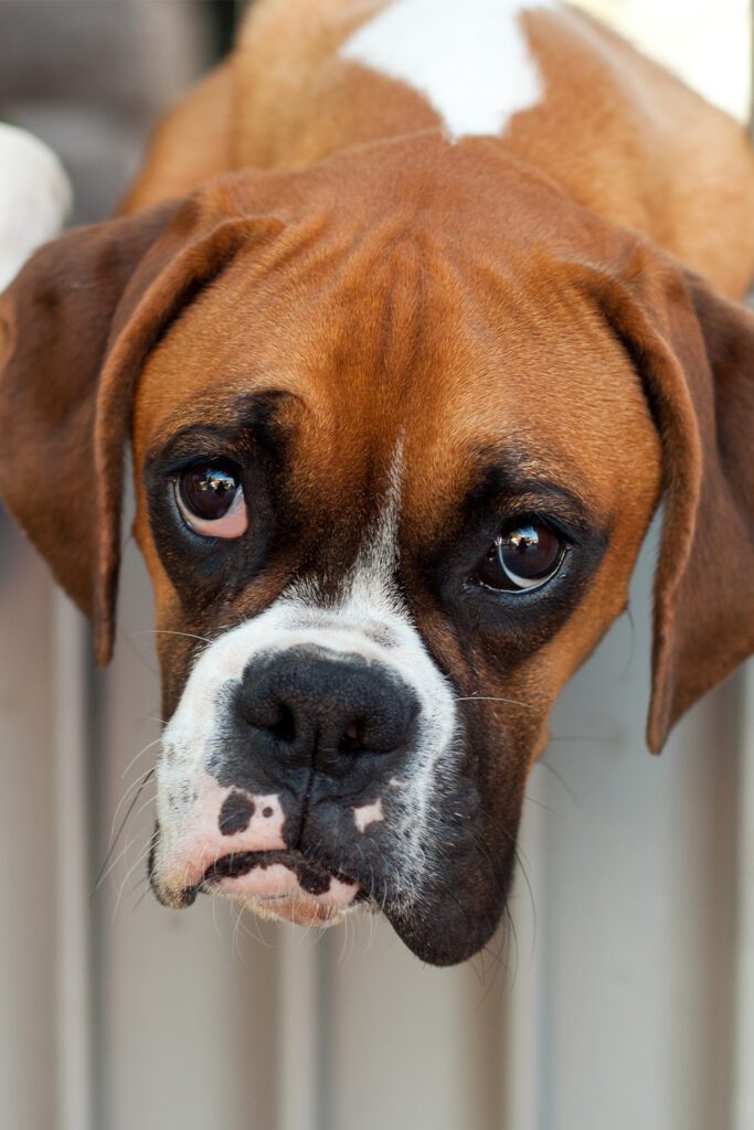 Funny Boxer Dogs