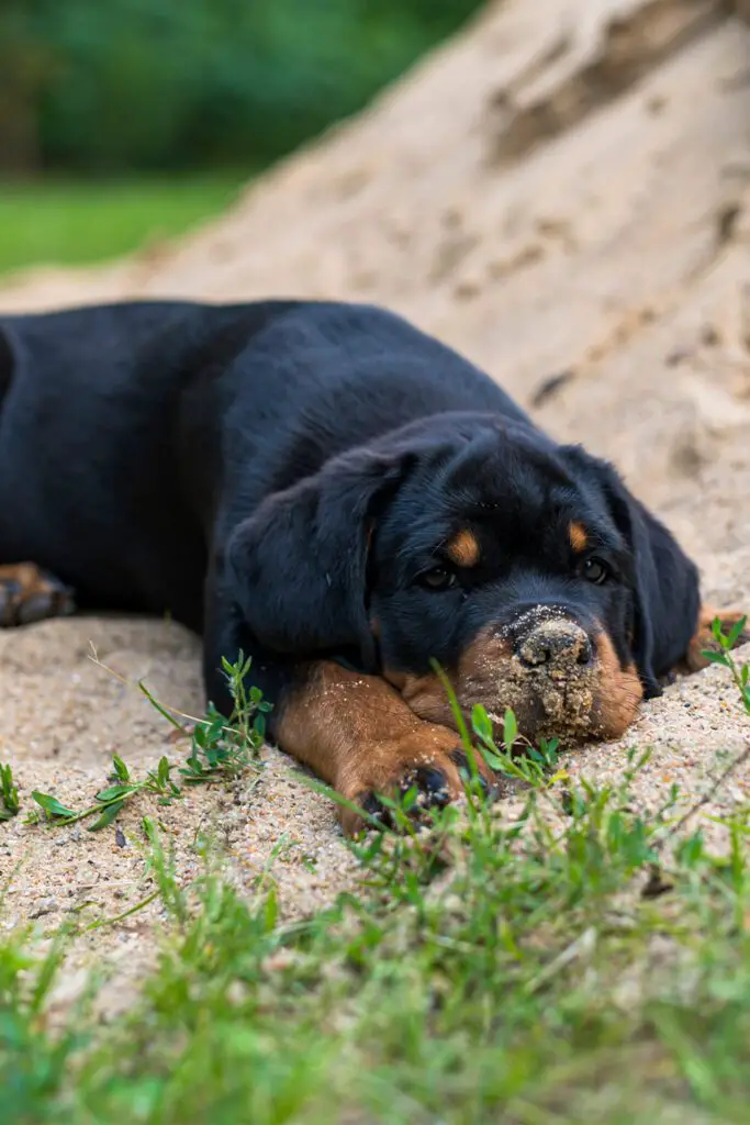 Funny Rottweiler Puppy