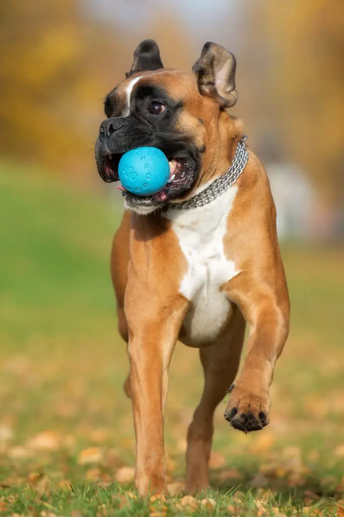 German Boxer Dog