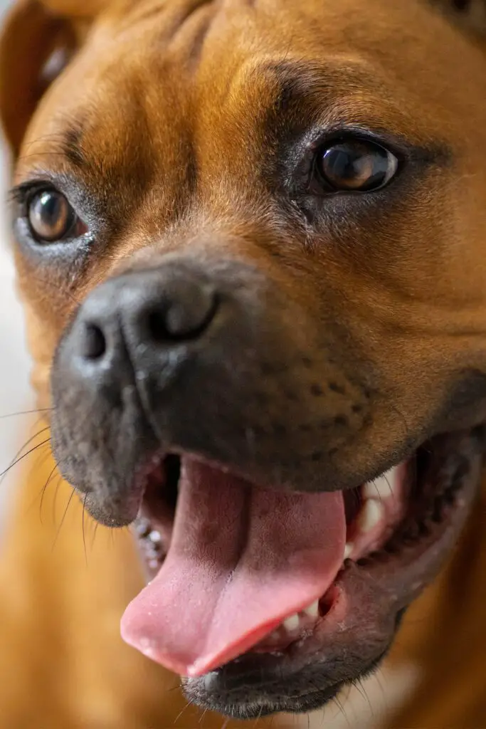 German Boxer Dog Puppies