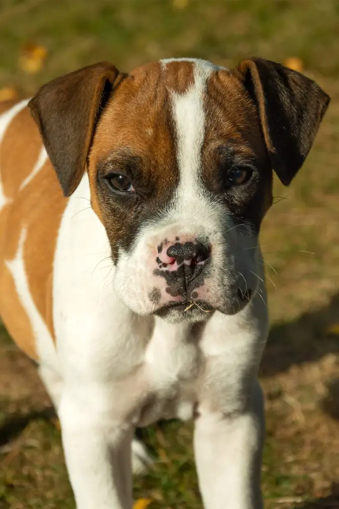 German Boxer Puppy