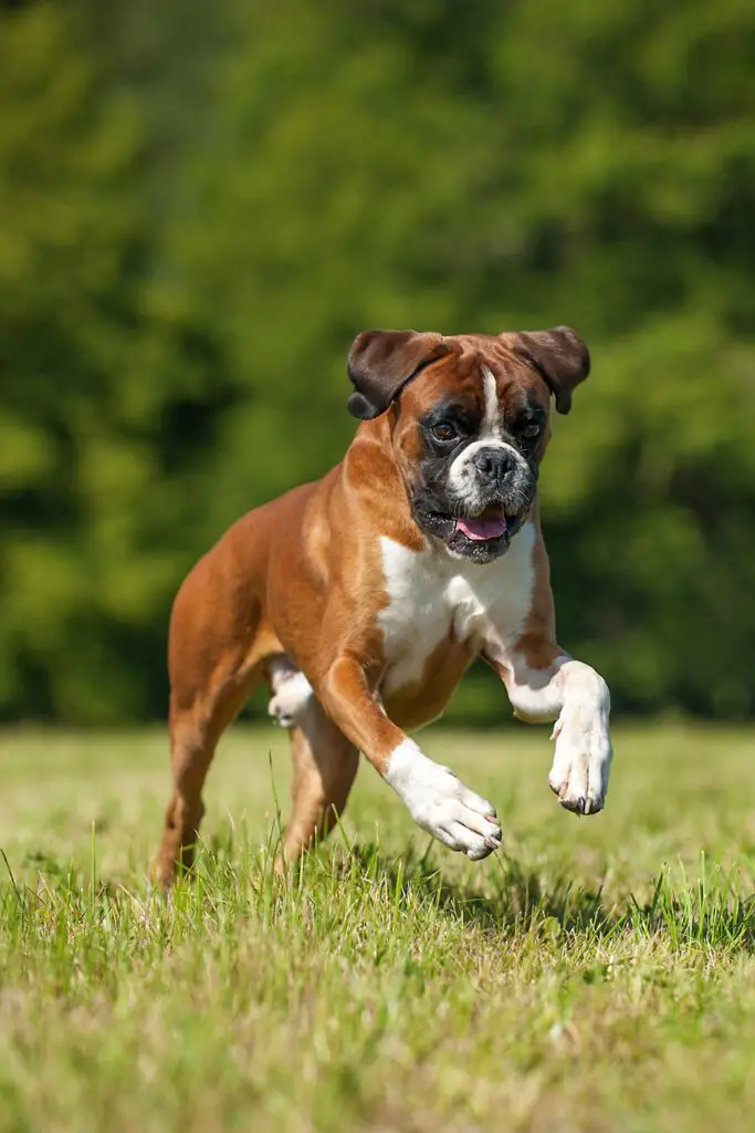 German Boxer Running